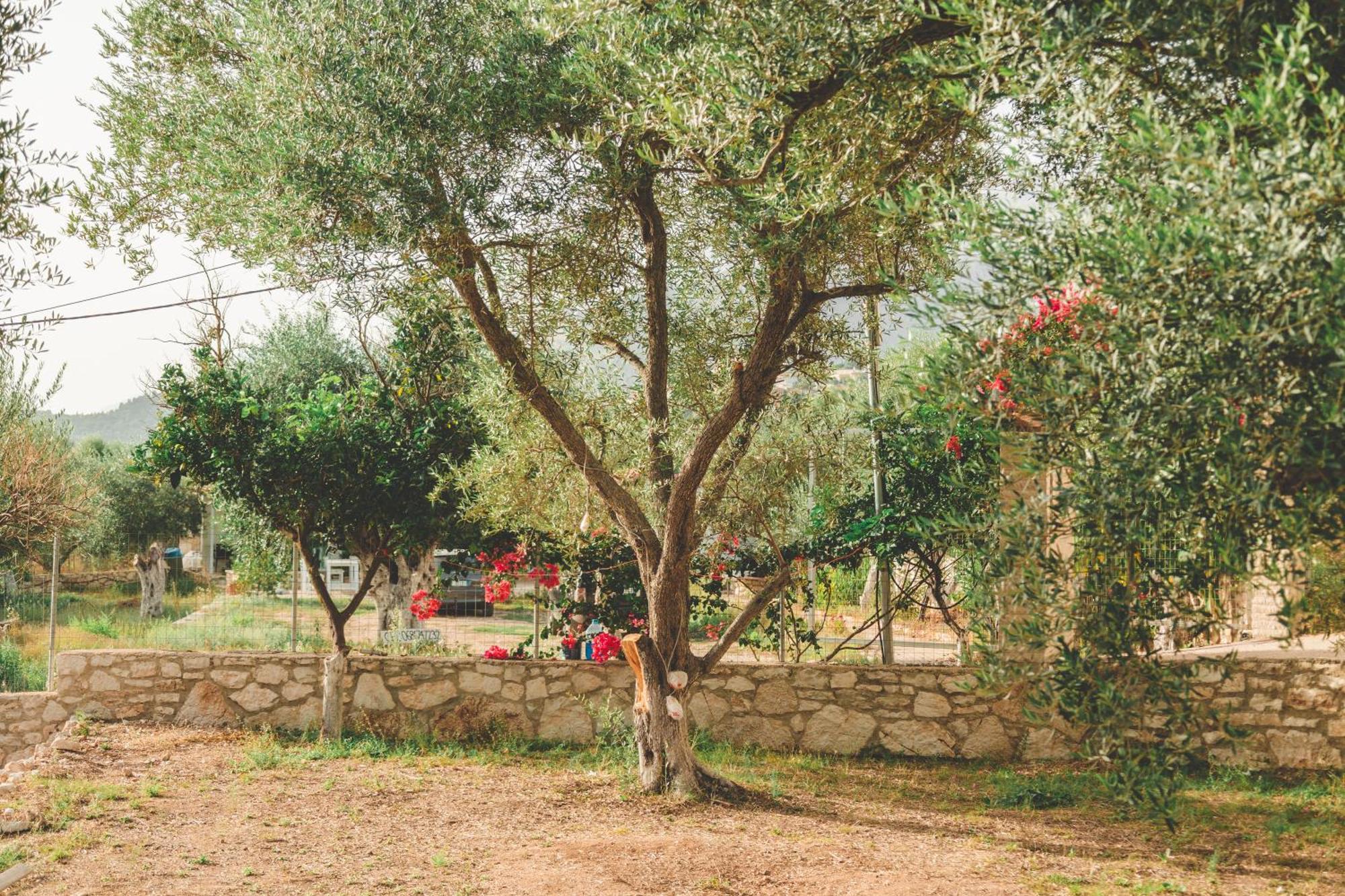 Olive Camping Himare Exteriör bild
